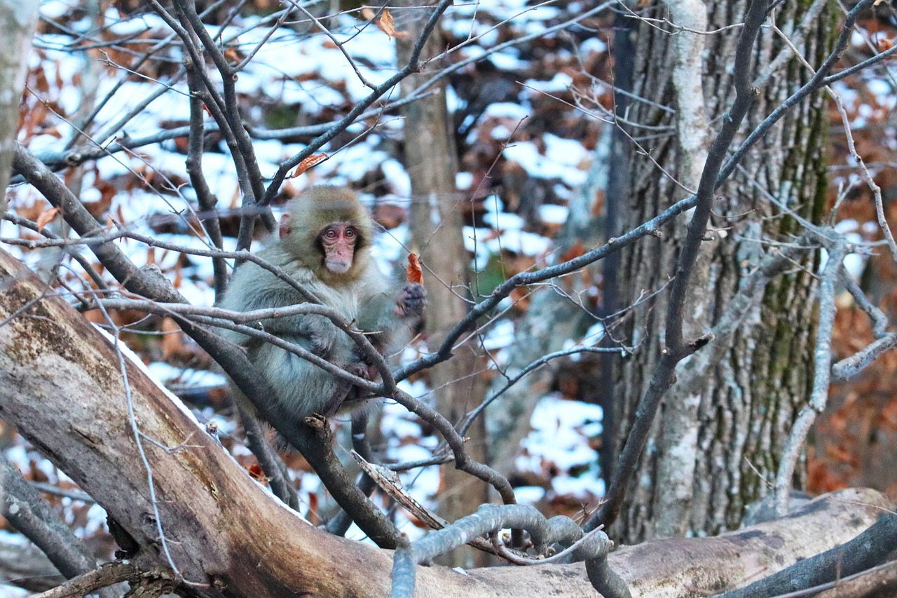 Explore Nagano Japan Zenkoji Ski Shiga Kogen near Jigokudani Snow Monkey Park