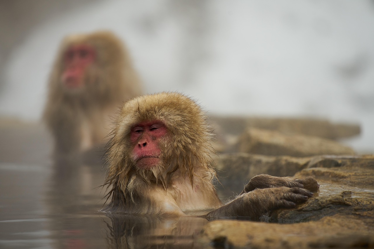 Around Matsumoto side trips snow monkeys trails and heritage roads