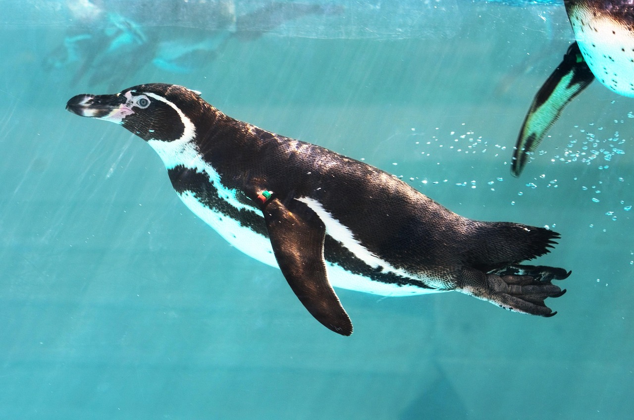 Waterfront Wonders Aquarium Art and Shiroyama Observatory Views in Kagoshima