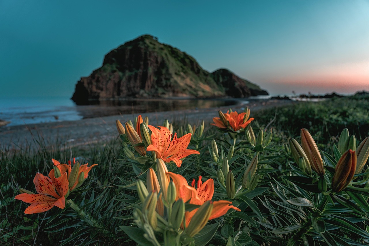 From Tokyo to Niijima and Izu: volcanic sand beaches for snorkel and surf