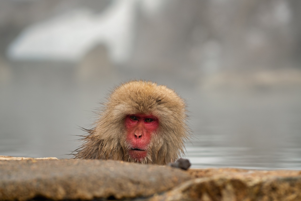 Beyond the Classics Popular Onsen Towns in National Park Landscapes with winter wildlife