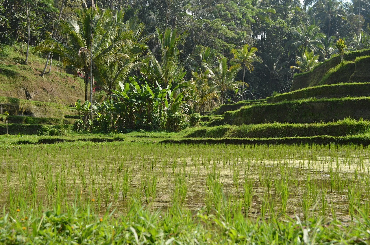 Ubud for Balinese Culture Rice Terrace Beauty and Monkey Forest