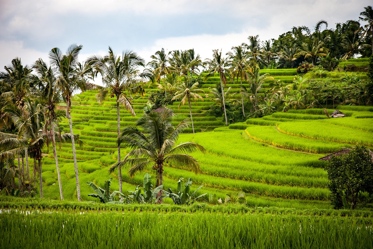 Explore around Ubud with rice terraces, temple visits and a waterfall day designed for comfort