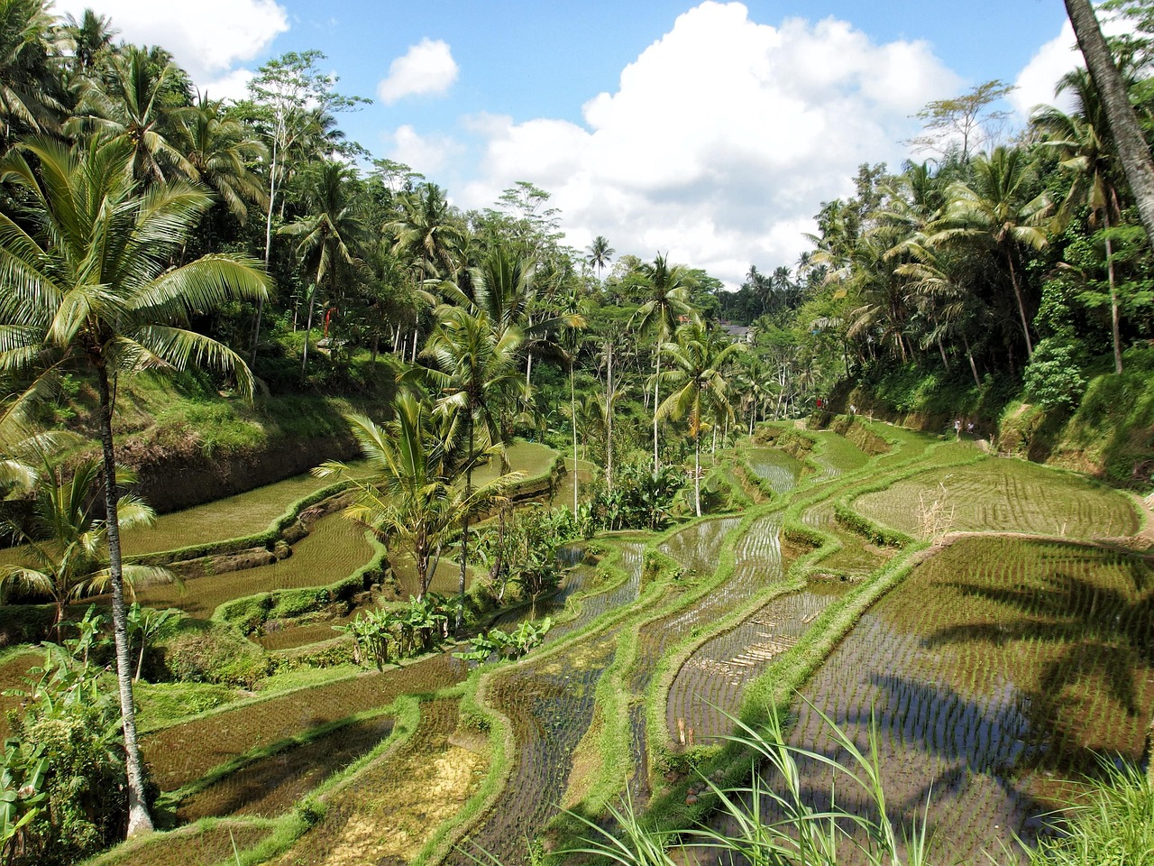 Yoga in Ubud, luxury spa rituals and crafted dining near the Ayung River