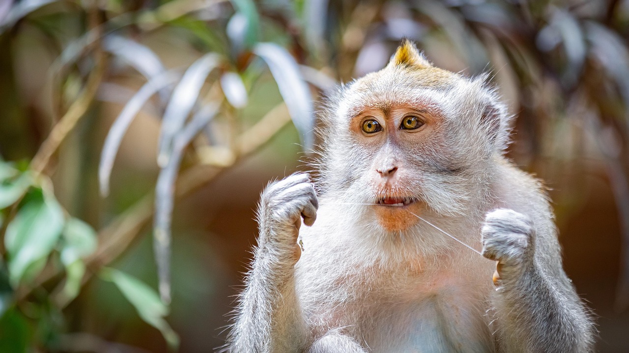 Why visit Ubud’s Sacred Monkey Forest Sanctuary in Bali, Indonesia