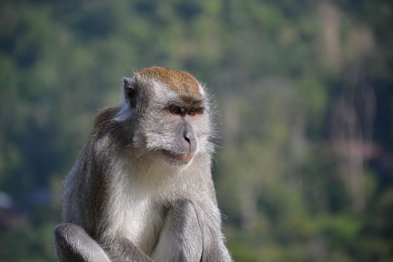 Long-tailed macaque safety tips for Ubud Monkey Forest in Indonesia