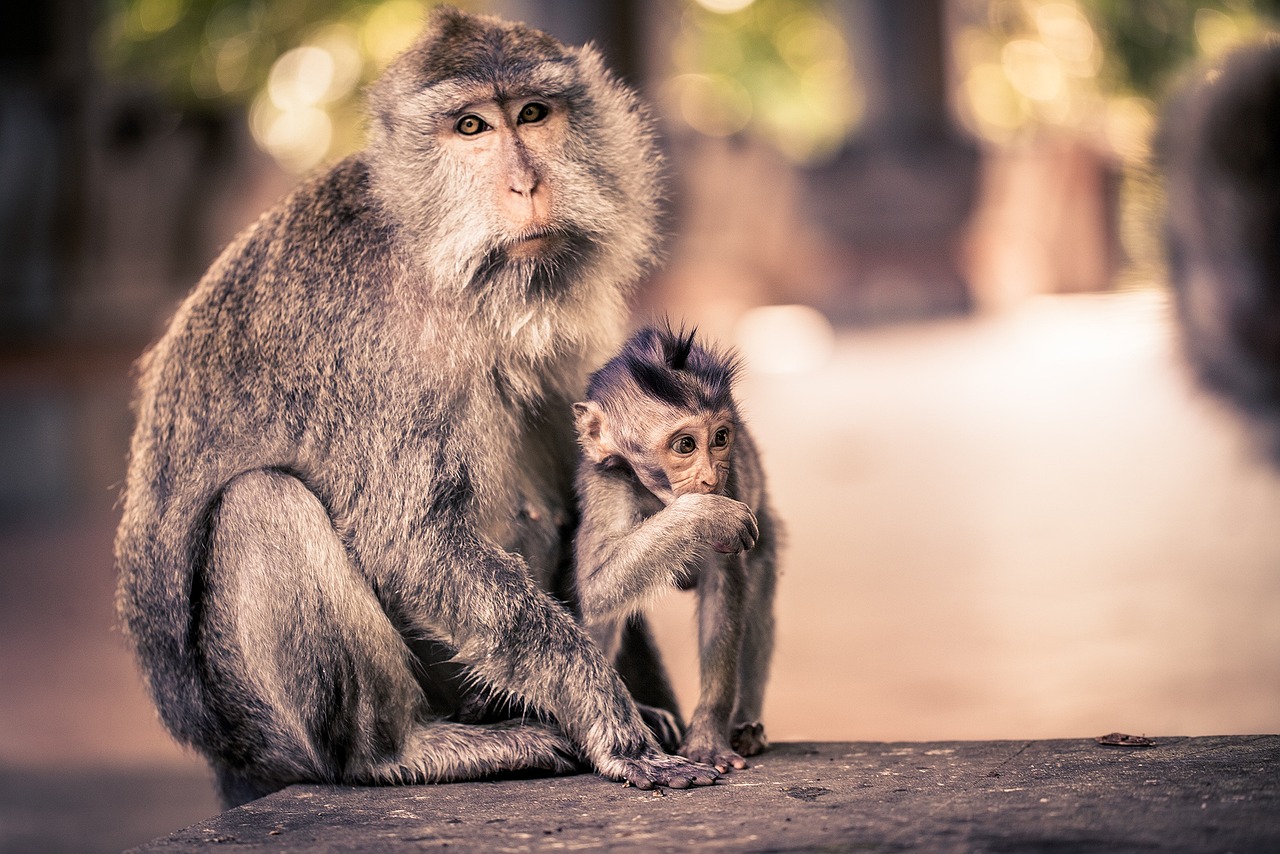 Ubud Monkey Forest entrance fee and ticket prices