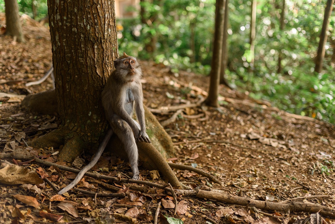 Sangeh Monkey Forest vs Monkey Forest in Ubud, Bali, Indonesia