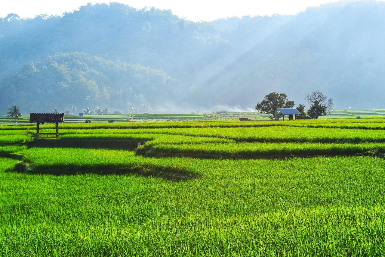 Beraban Village Life and a Seamless Plan for Your Visit to Tanah Lot Located in Beraban Village Tabanan