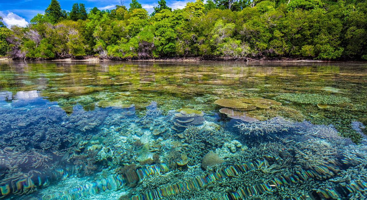 Menjangan Island snorkel day trip from Lovina in Bali Barat National Park