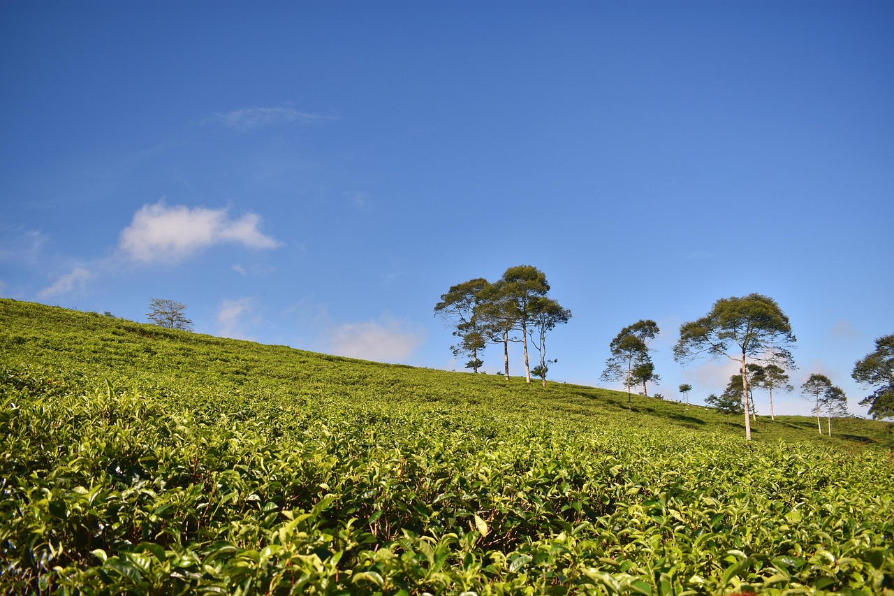 Puncak and Ciwidey Tea Hills Volcanic Landscapes in West Java with misty tea rows at dawn