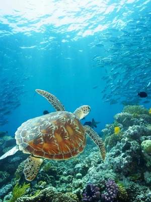 4-Day Great Barrier Reef Adventure