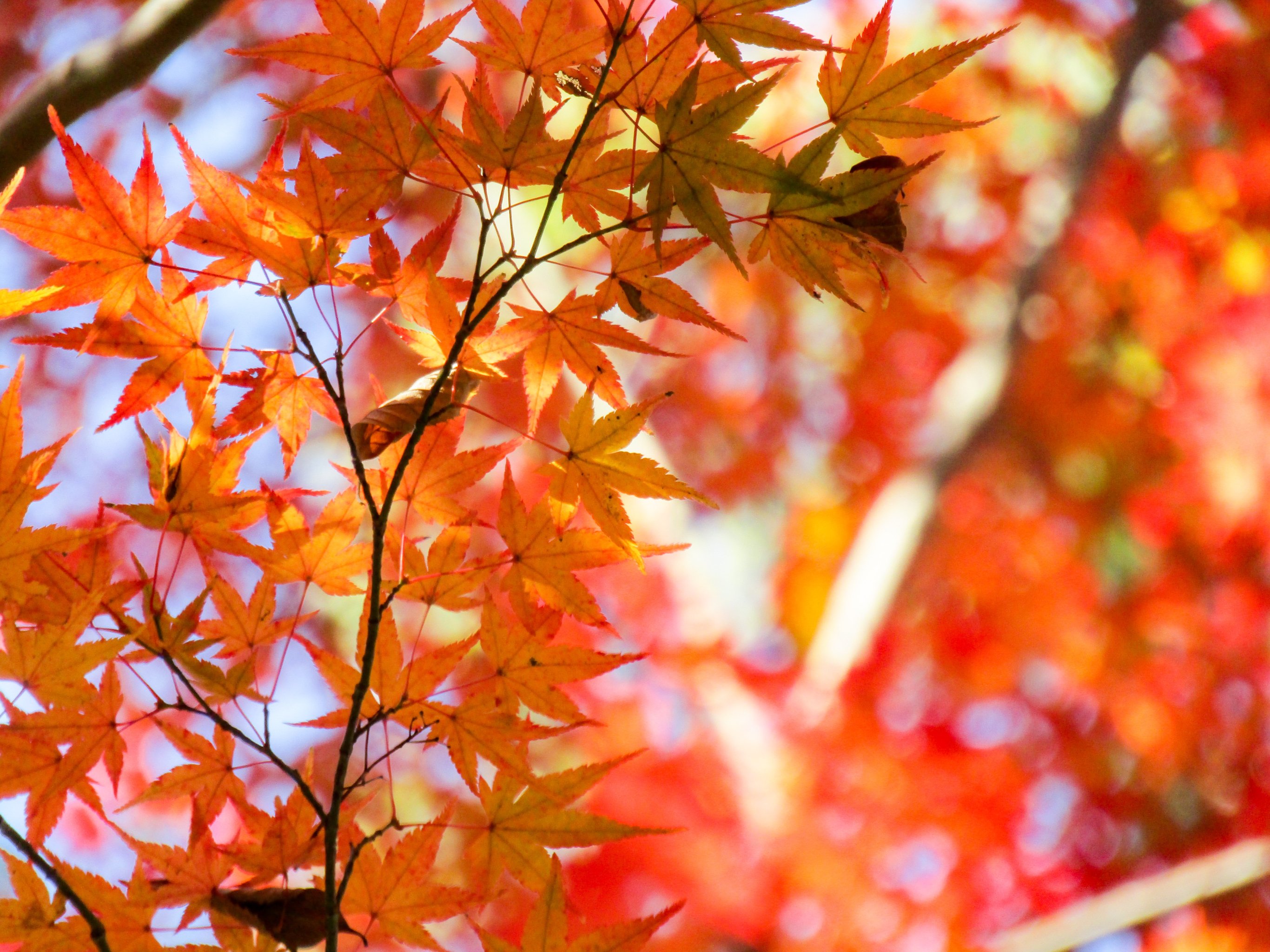 10 Day Autumn In Japan Momiji Designer Journeys
