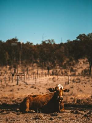 6-Day Longreach Tour and Outback Getaway