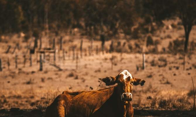 6-Day Longreach Tour and Outback Getaway