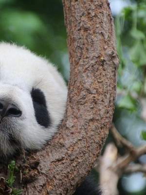 14-Day China Classics Tour with Panda Encounters