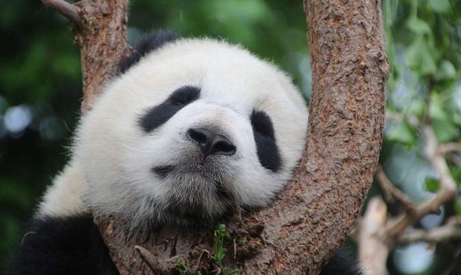 14-Day China Classics Tour with Panda Encounters