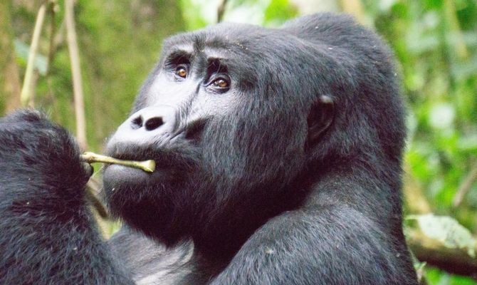 2-Day Gorilla Encounter from Rwanda