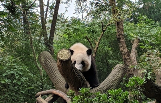 Panda Watching and Tea Culture in Chengdu
