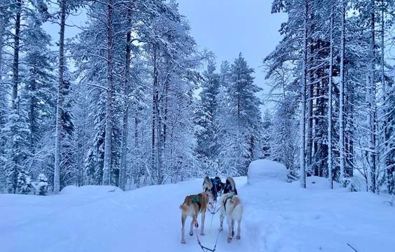 Reindeer and Husky Experience - 11 am - 2pm