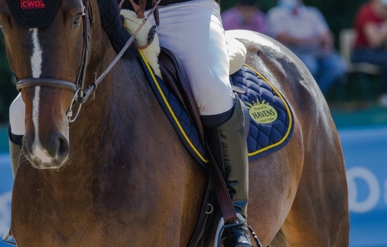 Late Morning Equestrian Show & Departure from Jerez
