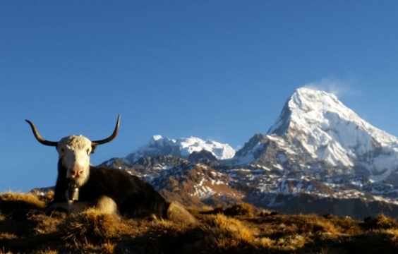 Sunrise View at Mulde Hill & Trek from Dobato to Ghandruk at 3600 Metres