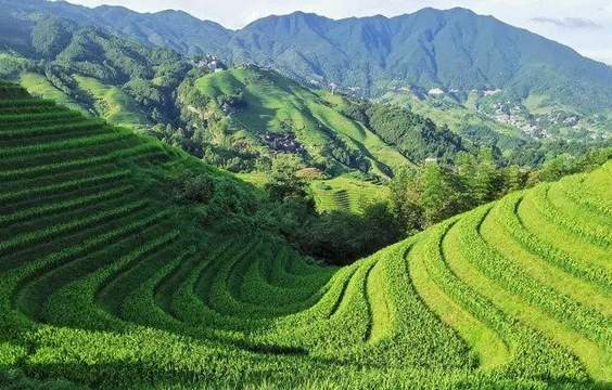 Longsheng Rice Terraces & Cultural Village Experience