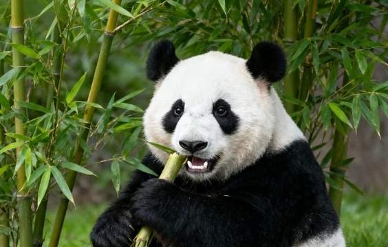 Pandas & Sichuan Opera Experience