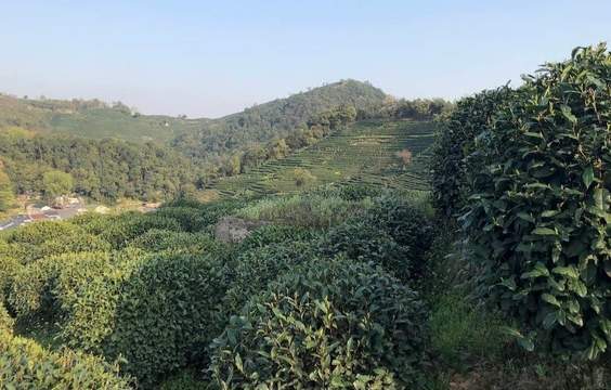 Dragon Well Traditions: A Farewell to Hangzhou’s Tea Culture