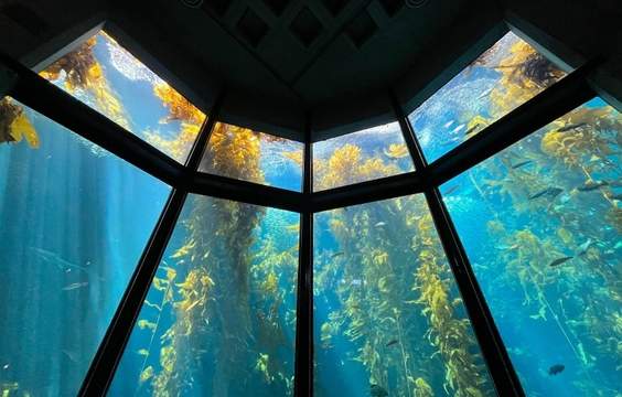 Monterey