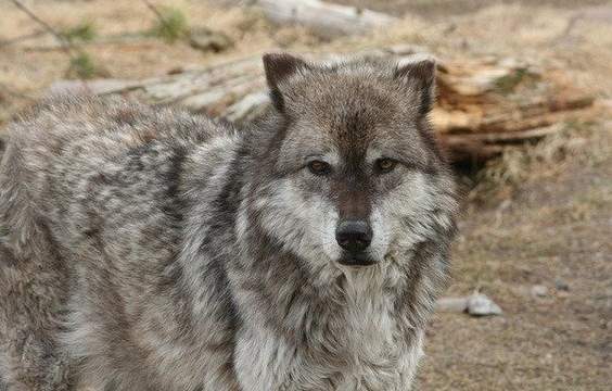 Yellowstone National Park (Wolf Tracking)