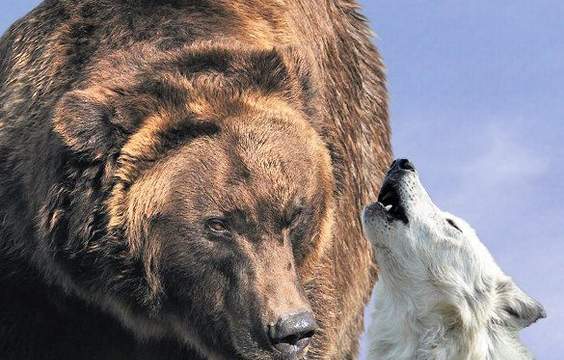 Yellowstone National Park (West Thumb & Wildlife Center)