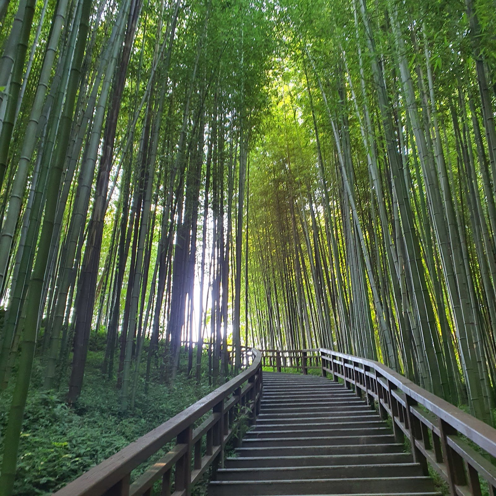 Bamboo Forests & Coastal Heritage