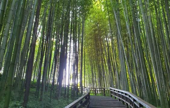 Bamboo Forests & Coastal Heritage