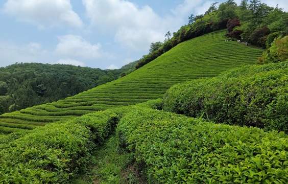 Gardens, Tea & Sacred Sites