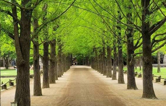 Drive to Sokcho via Nami Island