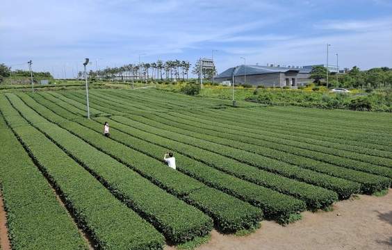 Nature and Scenery on Jeju’s West Side